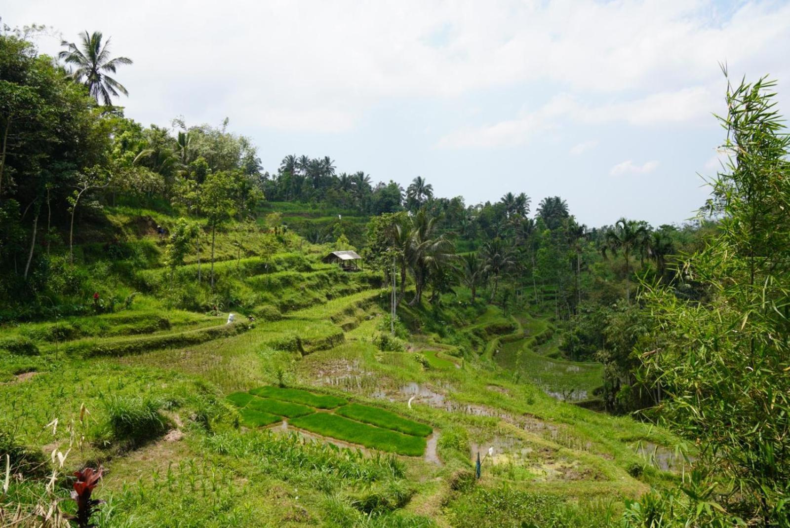 Tetebatu Indah Homestay מראה חיצוני תמונה